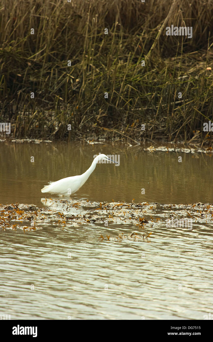 Garzetta caccia Foto Stock