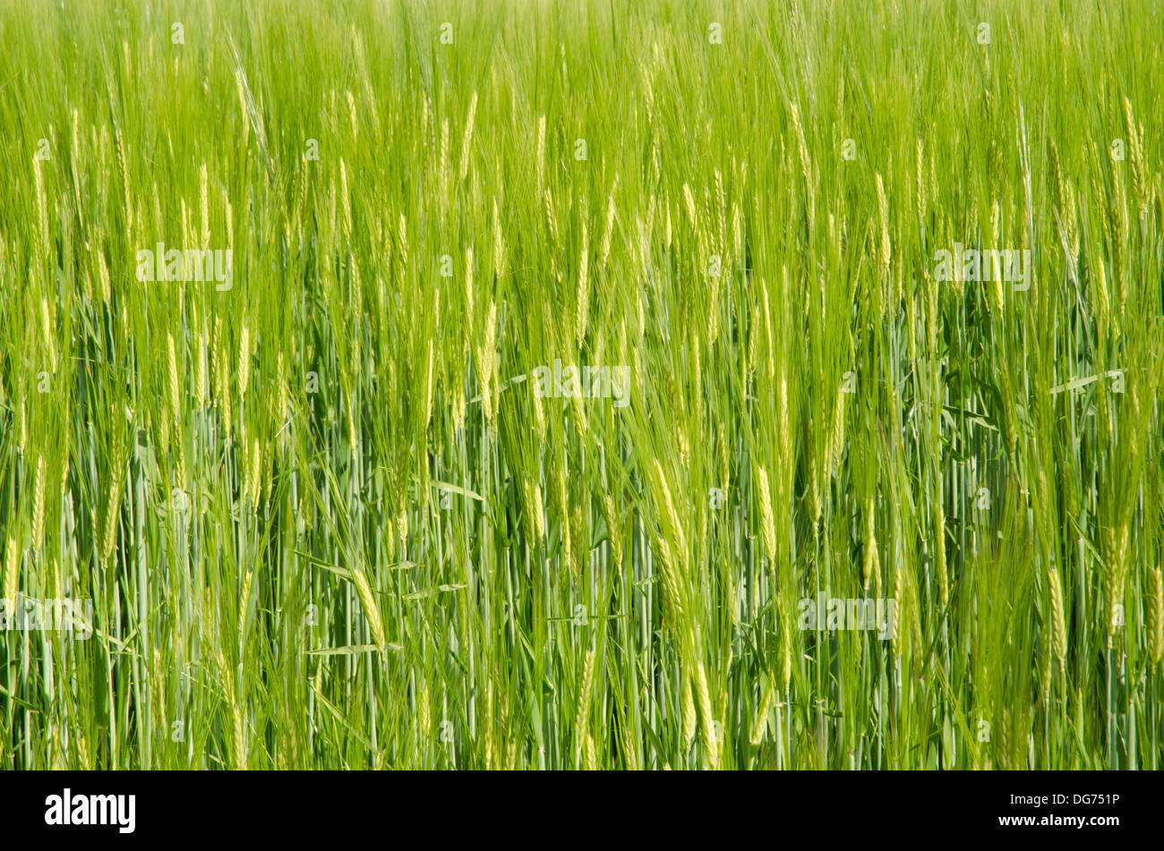 Seme di sfondo Foto Stock