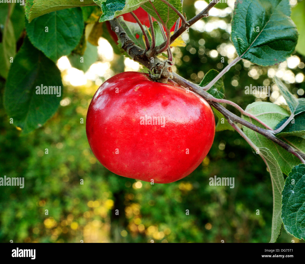 Apple 'Rosso' Victoria, cucina Culinaria varietà, malus domestica, mele varietà varietà crescente su albero Norfolk England Regno Unito Foto Stock
