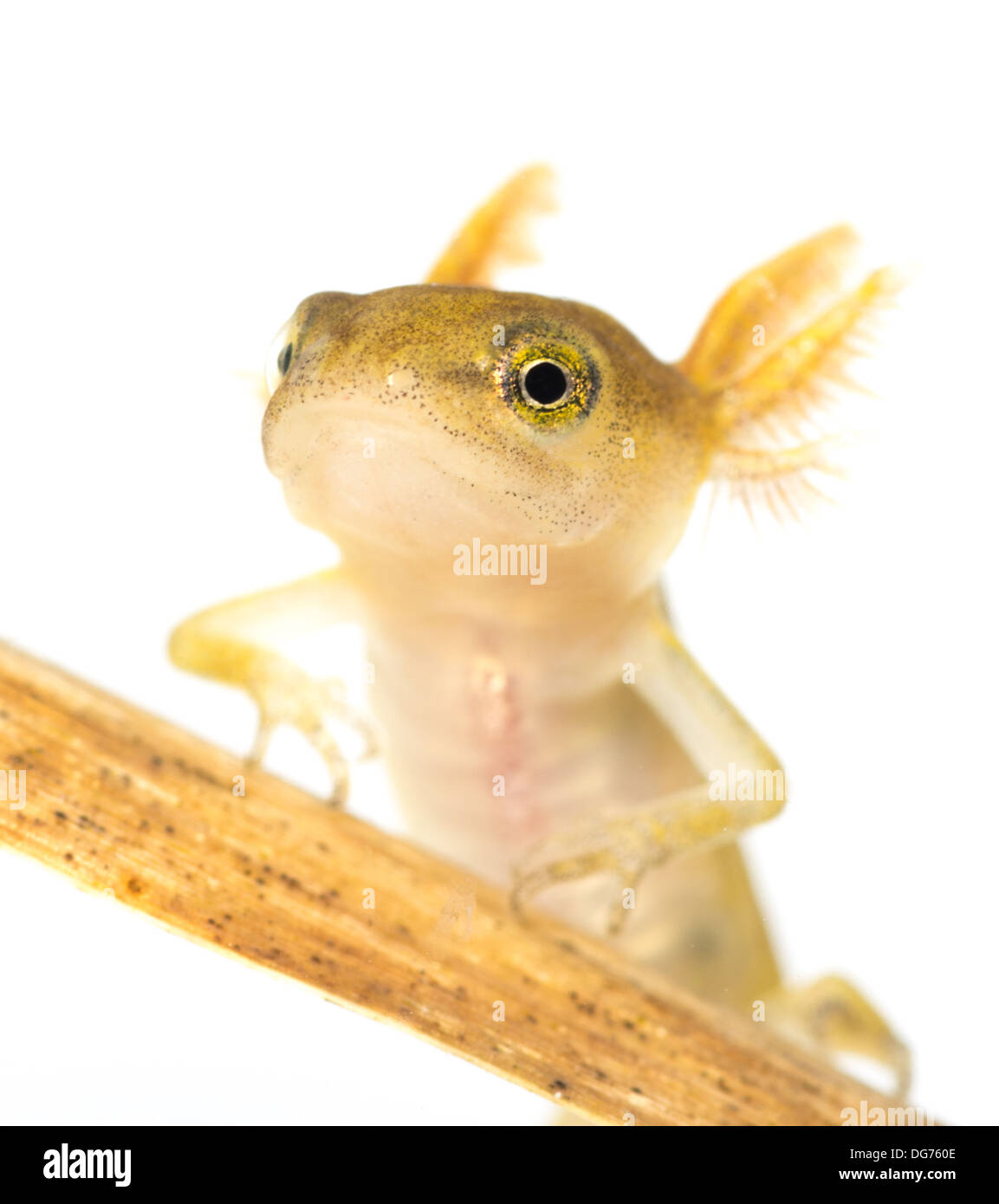 Liscia o tritone comune tadpole sott'acqua. Preso in un acquario fotografico e restituito al wild illeso Foto Stock