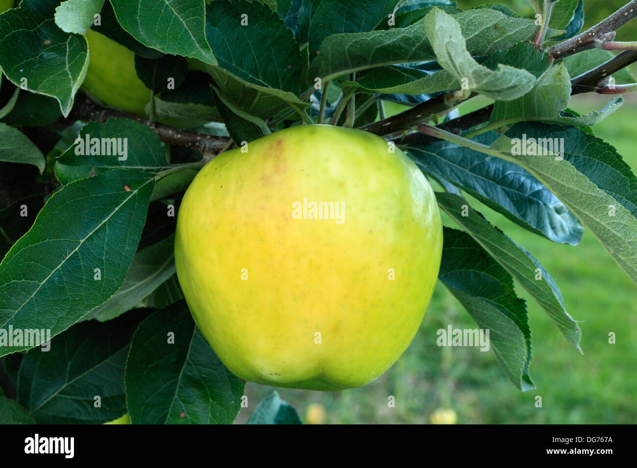 Apple 'Hambling's Seedling ", cucina Culinaria varietà, malus domestica, mele varietà varietà crescente su albero Foto Stock