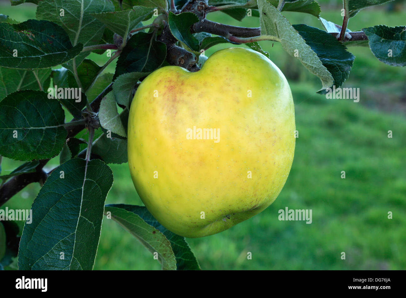 Apple 'Hambling's Seedling " 2, cucina Culinaria varietà, malus domestica, mele varietà varietà crescente su albero Norfolk Foto Stock