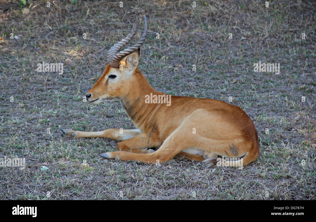 Impala Zambia Foto Stock