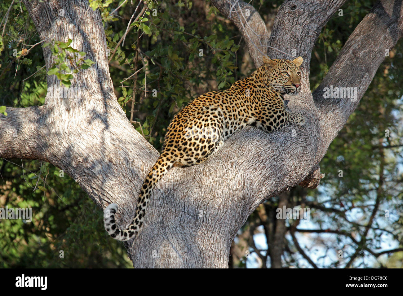 Leopard in Zambia Foto Stock