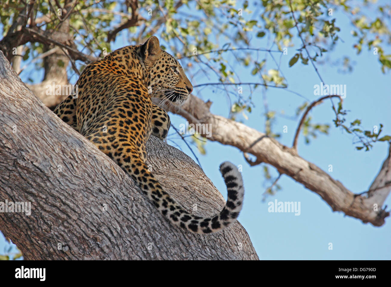 Leopard in Zambia Foto Stock