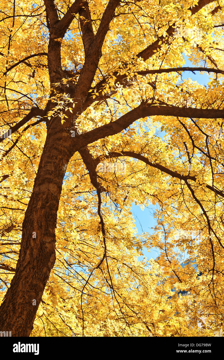 Bellissimi i rami di un albero in autunno la luce solare Foto Stock