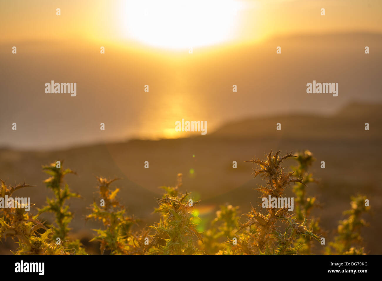 Bellissima vista del litorale al tramonto, alcune tipiche della flora dalla Grecia Foto Stock