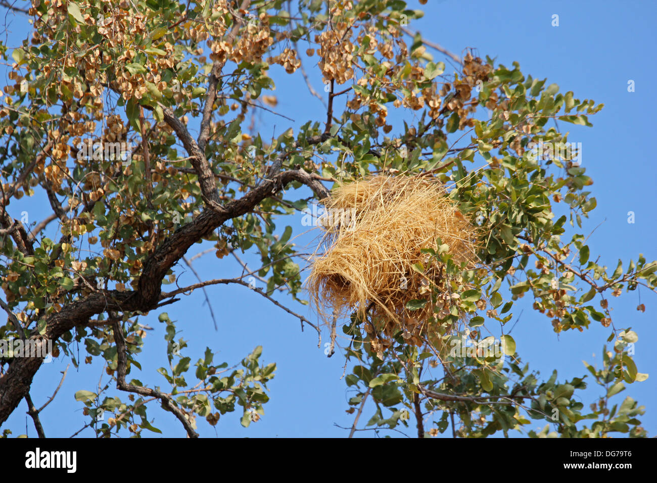 Weaver bird nest Zambia Foto Stock