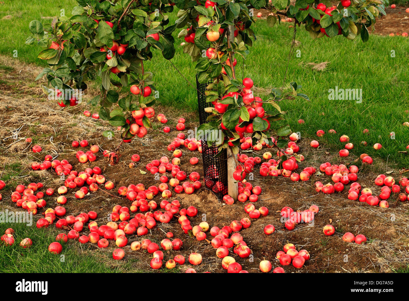 Mele caduti a terra, "Red Miller's Seedling ", malus domestica, mele varietà varietà crescente su albero Norfolk Inghilterra Foto Stock