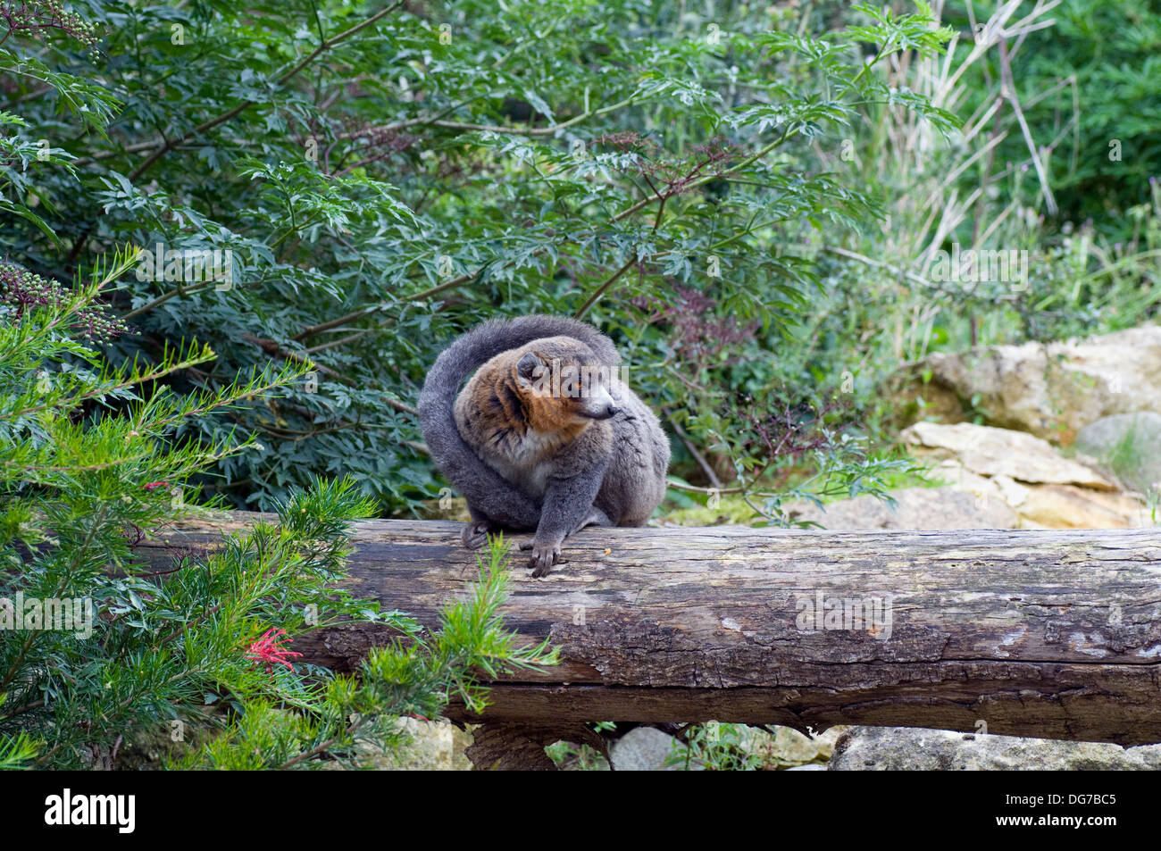 Mongoose Lemur il Eulemur mongoz Comore Madagascar Foto Stock