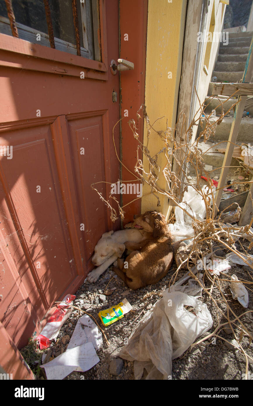Due Cuccioli abbandonati dorme in un angolo sporco nelle strade di Santorini. Un triste ricordo della crisi in Grecia. Foto Stock