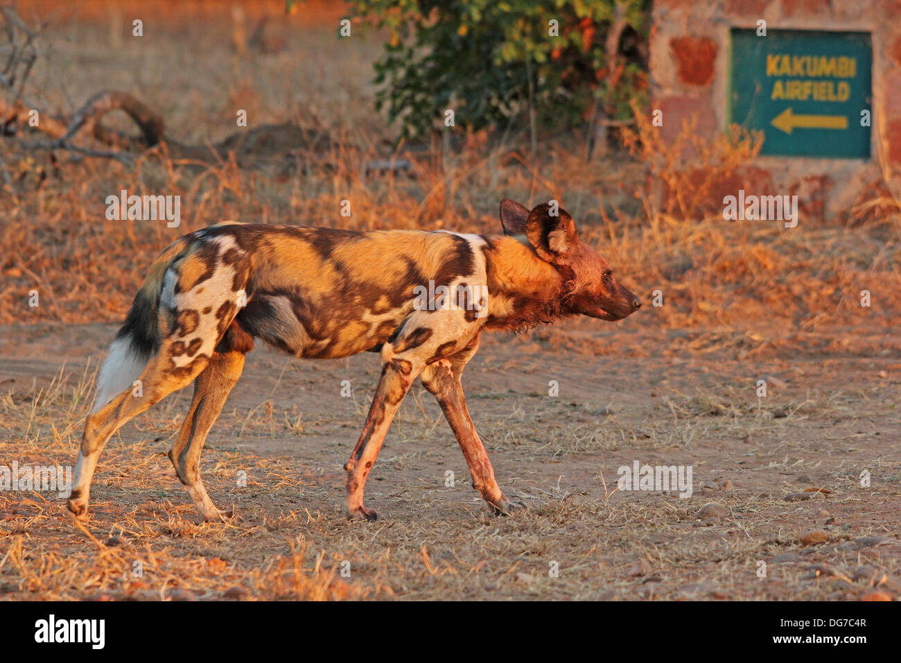 Cane selvatico in Zambia Foto Stock