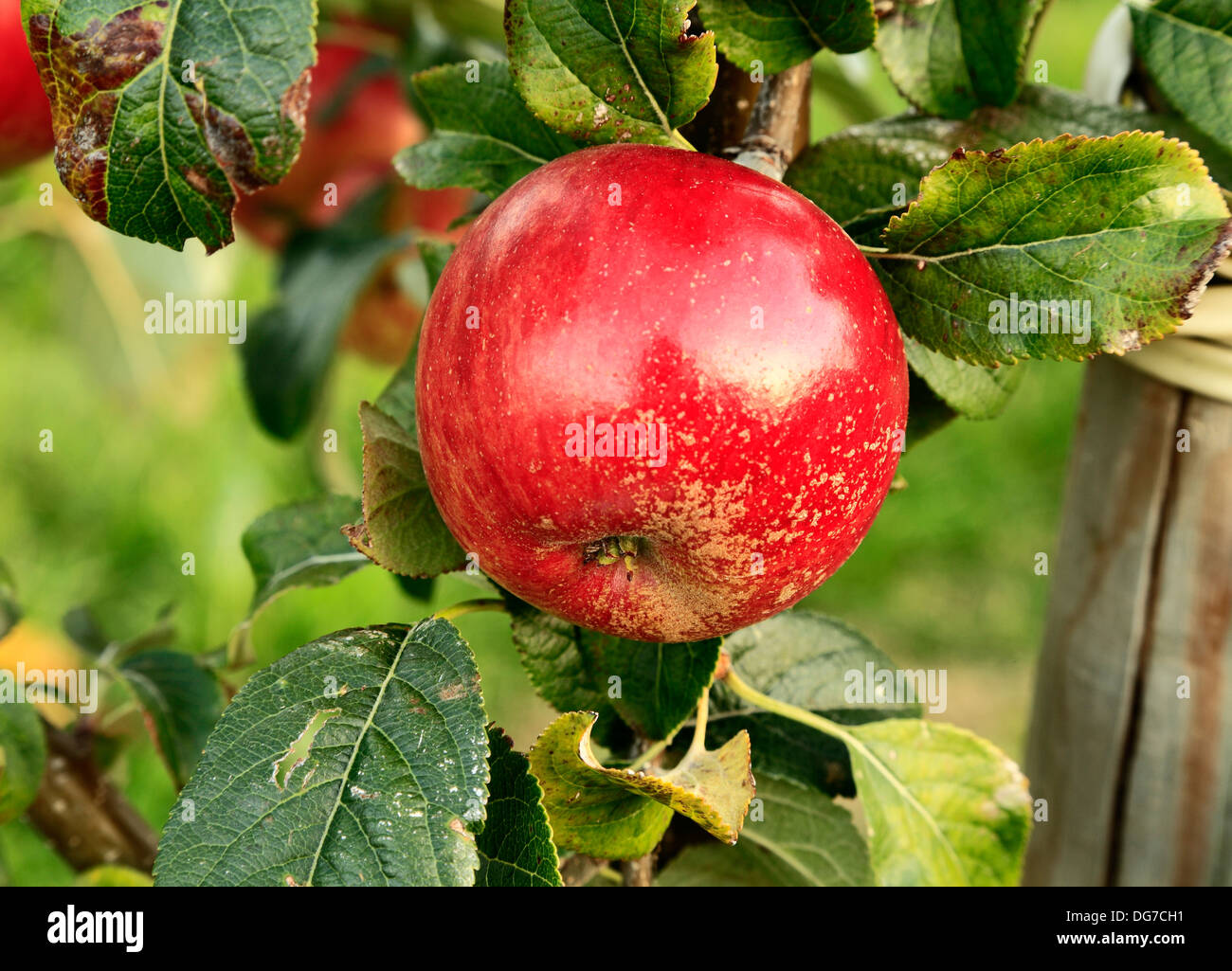 Apple 'Laxton's Fortune', malus domestica, mele varietà varietà crescente su albero Norfolk England Regno Unito Foto Stock