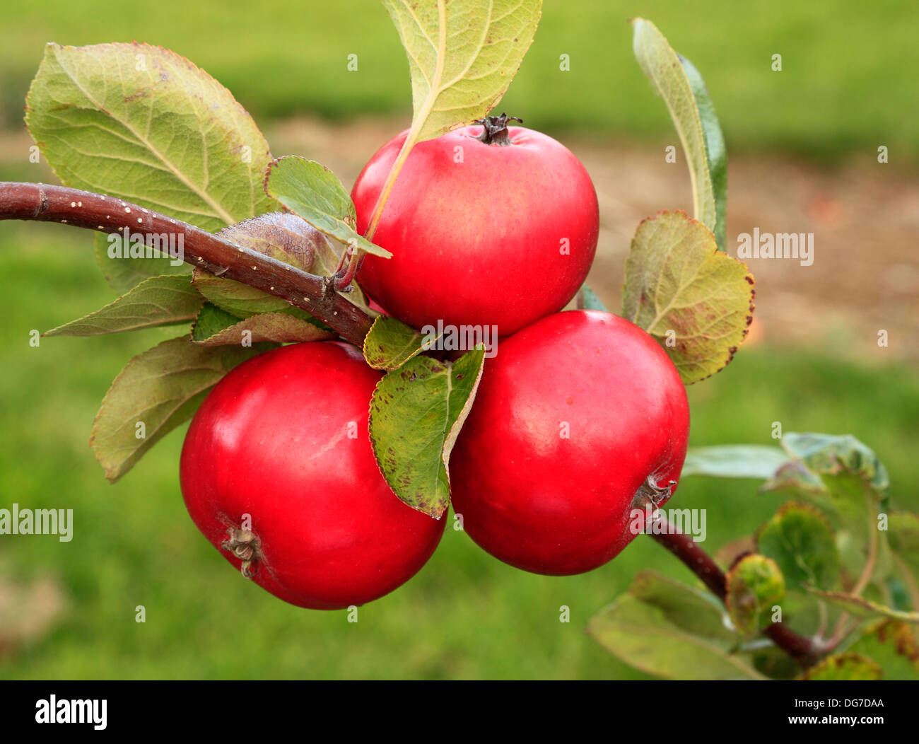 Apple 'Red Miller's Seedling ", varietà, malus domestica, mele delle varietà crescente su albero Norfolk England Regno Unito Foto Stock
