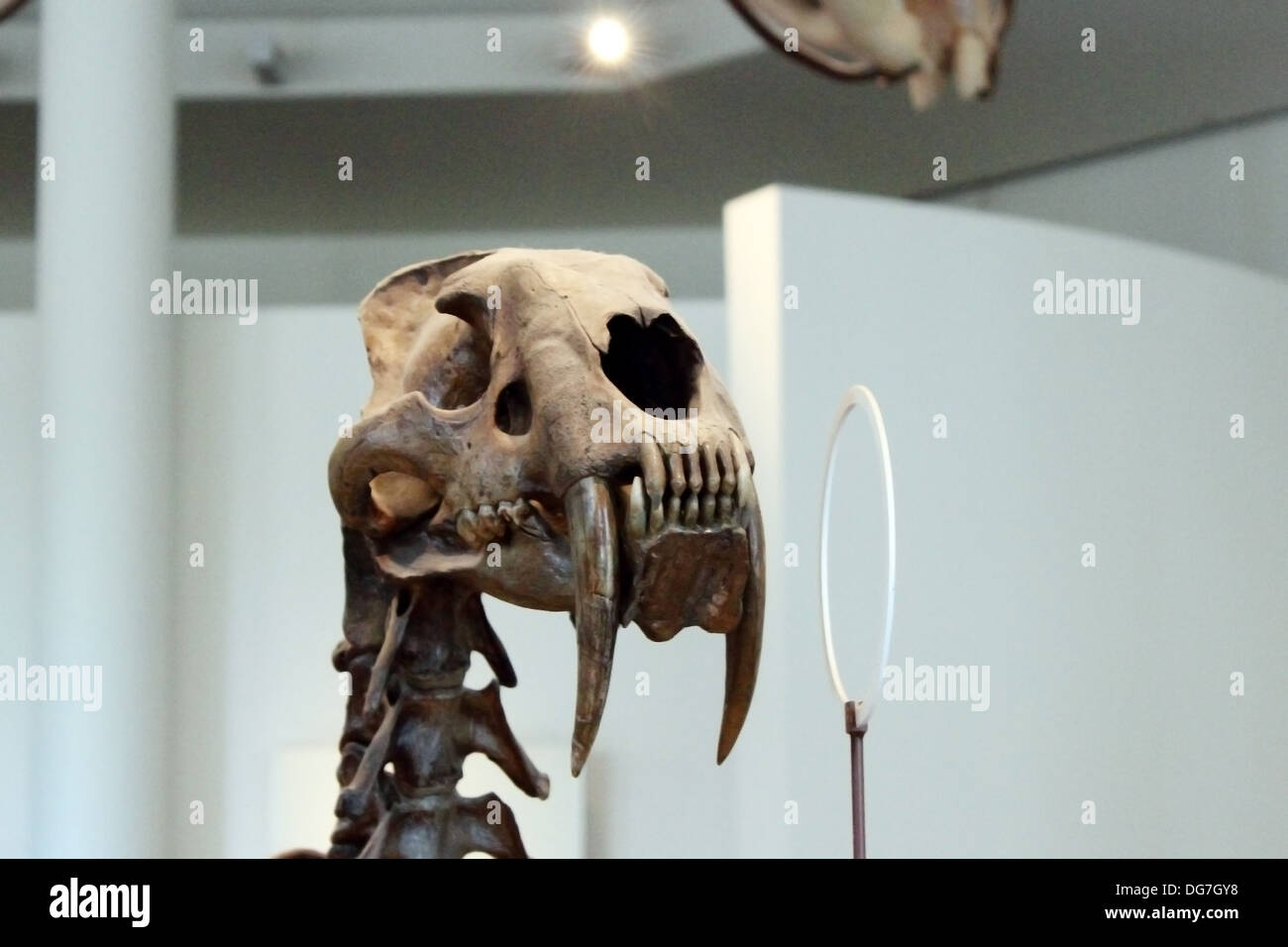 Display del cranio di una sciabola-gatto dentata presso il Museo Americano di Storia Naturale di New York City. Foto Stock