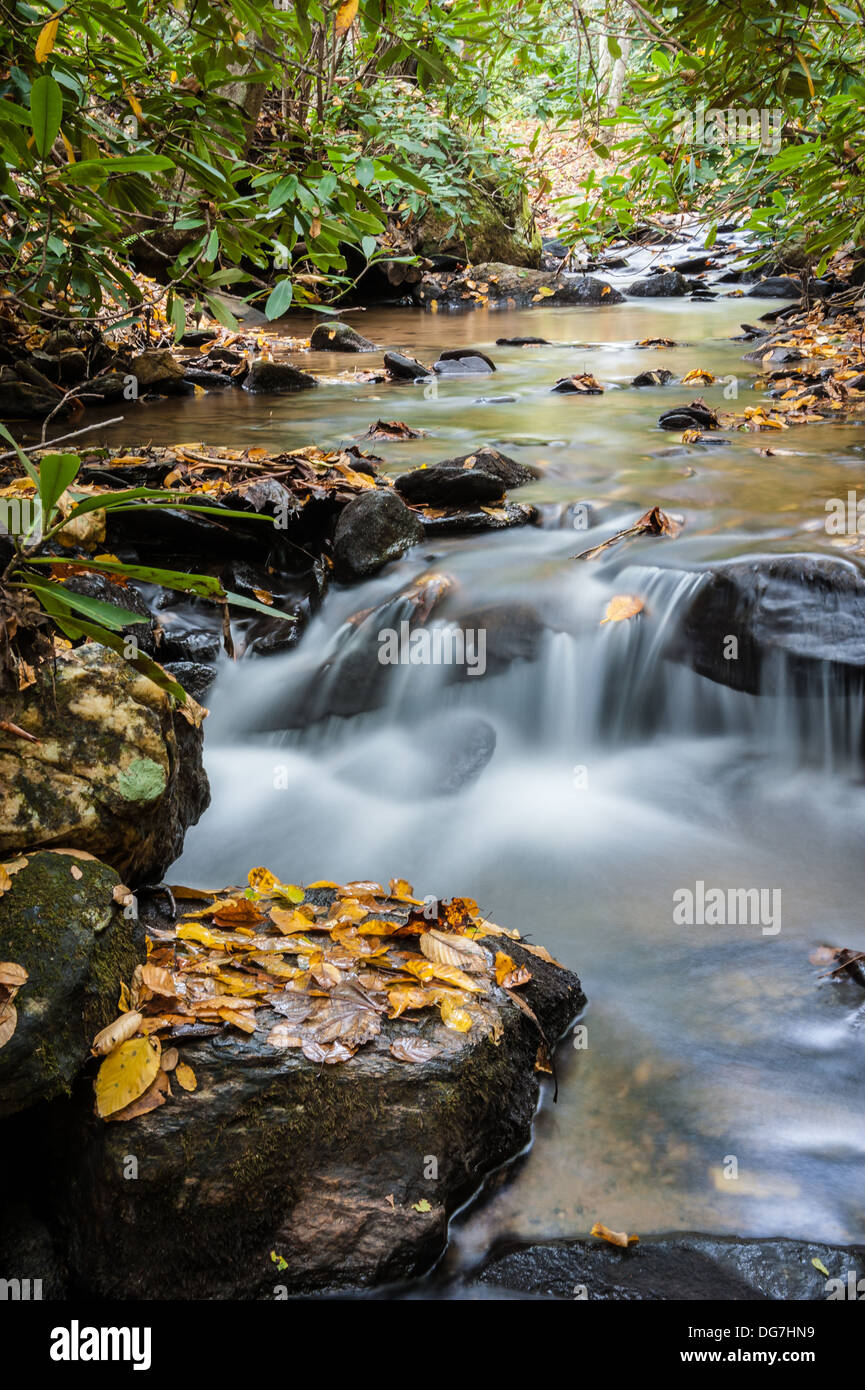 Le foglie autunnali aggiungono un tocco di colore autunnale a un torrente bellissimo e rilassante vicino ad Asheville, North Carolina, nelle Blue Ridge Mountains. (USA) Foto Stock