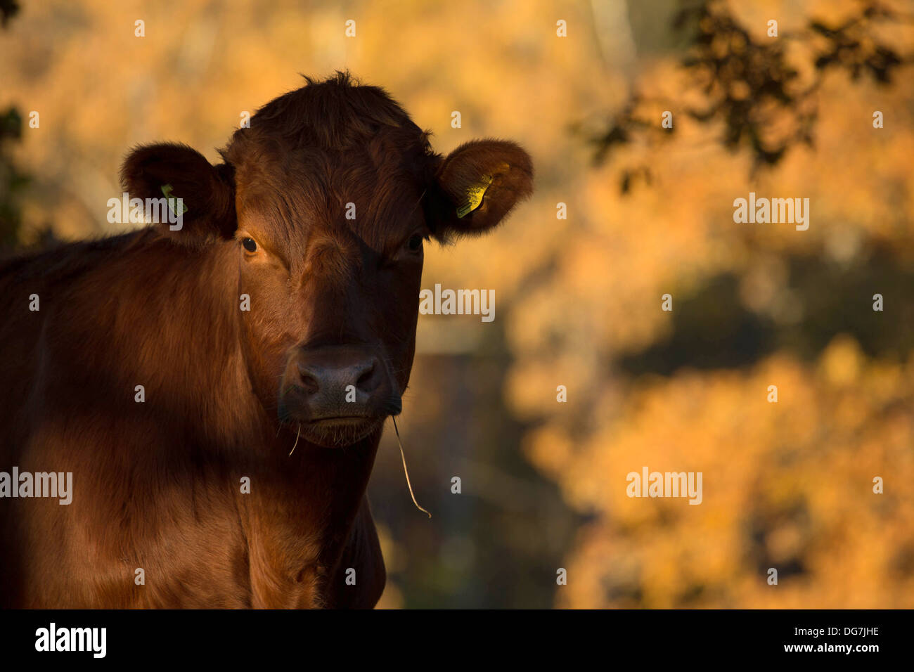 Un ritratto di una mucca rossa Foto Stock