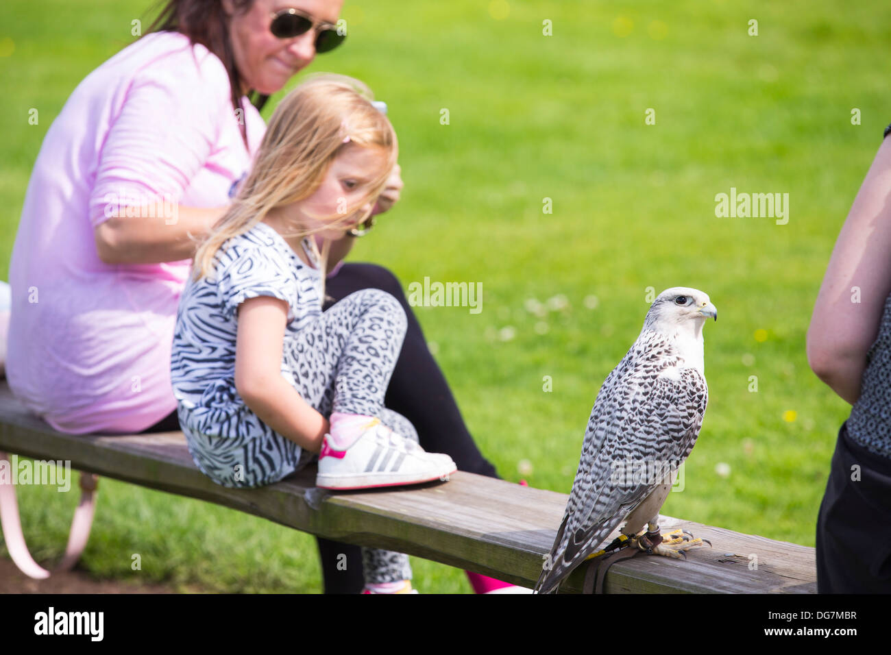 Un display di falconeria a Lowther rapace centro vicino a Penrith, Cumbria, Regno Unito, con un Gyr Falcon seduta su una panchina Foto Stock