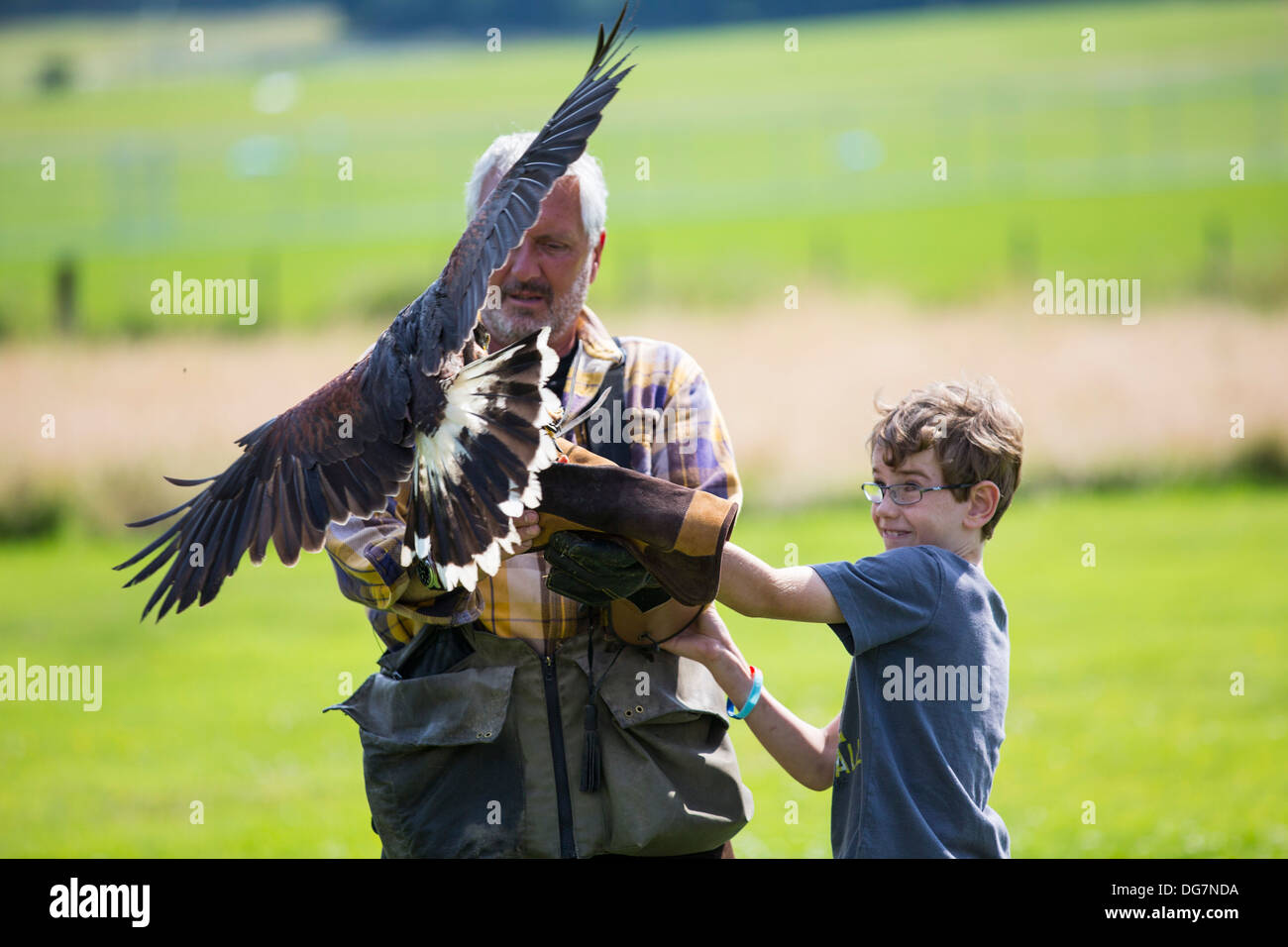 Un display di falconeria a Lowther rapace centro vicino a Penrith, Cumbria, Regno Unito, con una falconer per attrarre un Harris Hawk Foto Stock