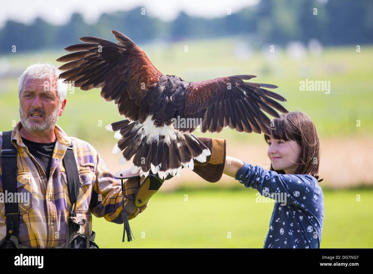 Un display di falconeria a Lowther rapace centro vicino a Penrith, Cumbria, Regno Unito, con una falconer per attrarre un Harris Hawk Foto Stock
