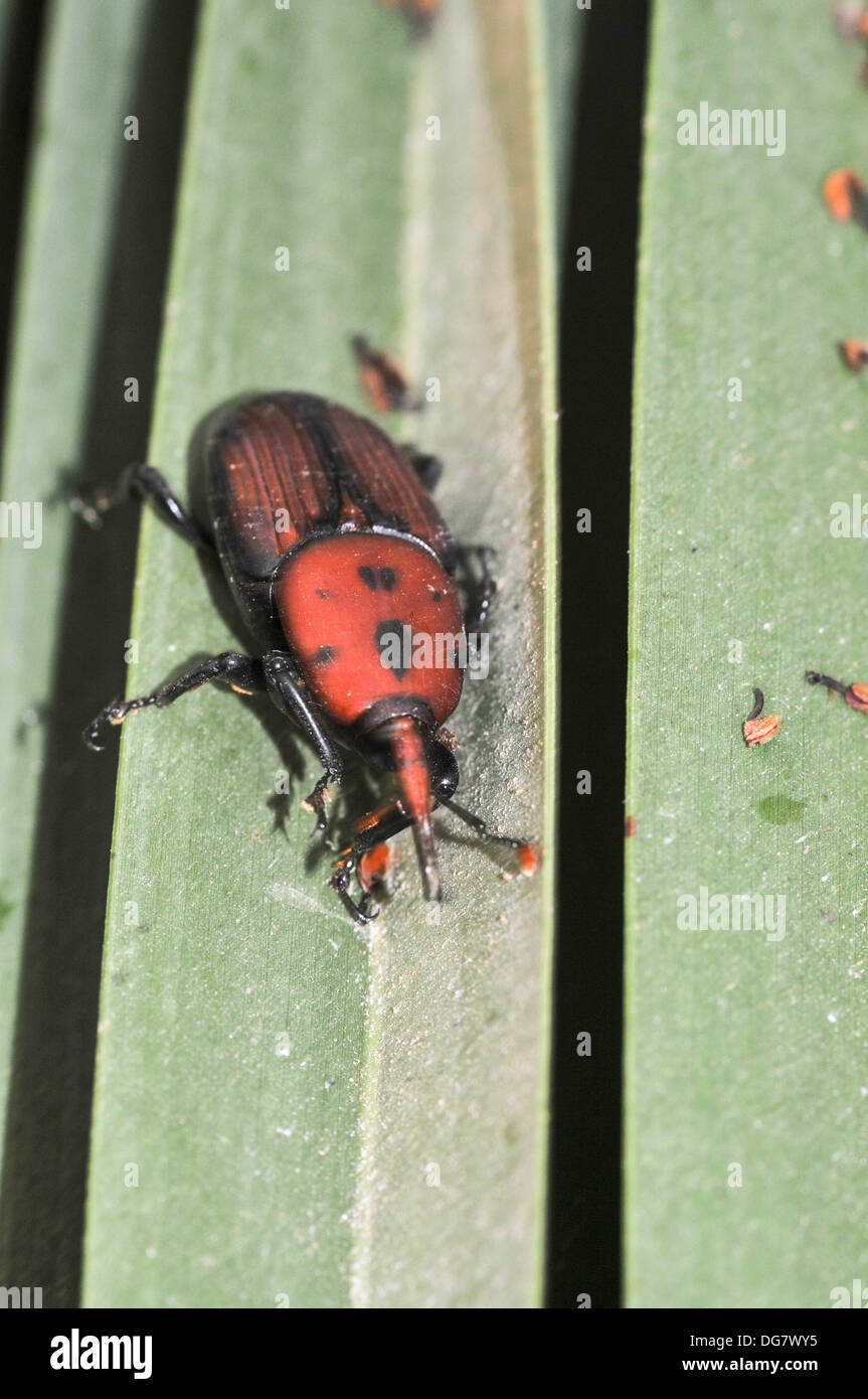 Adulto rosso curculione palm (Rhynchophorus ferrugineus) una specie di muso beetle noto anche come asiatici curculione di Palm Foto Stock