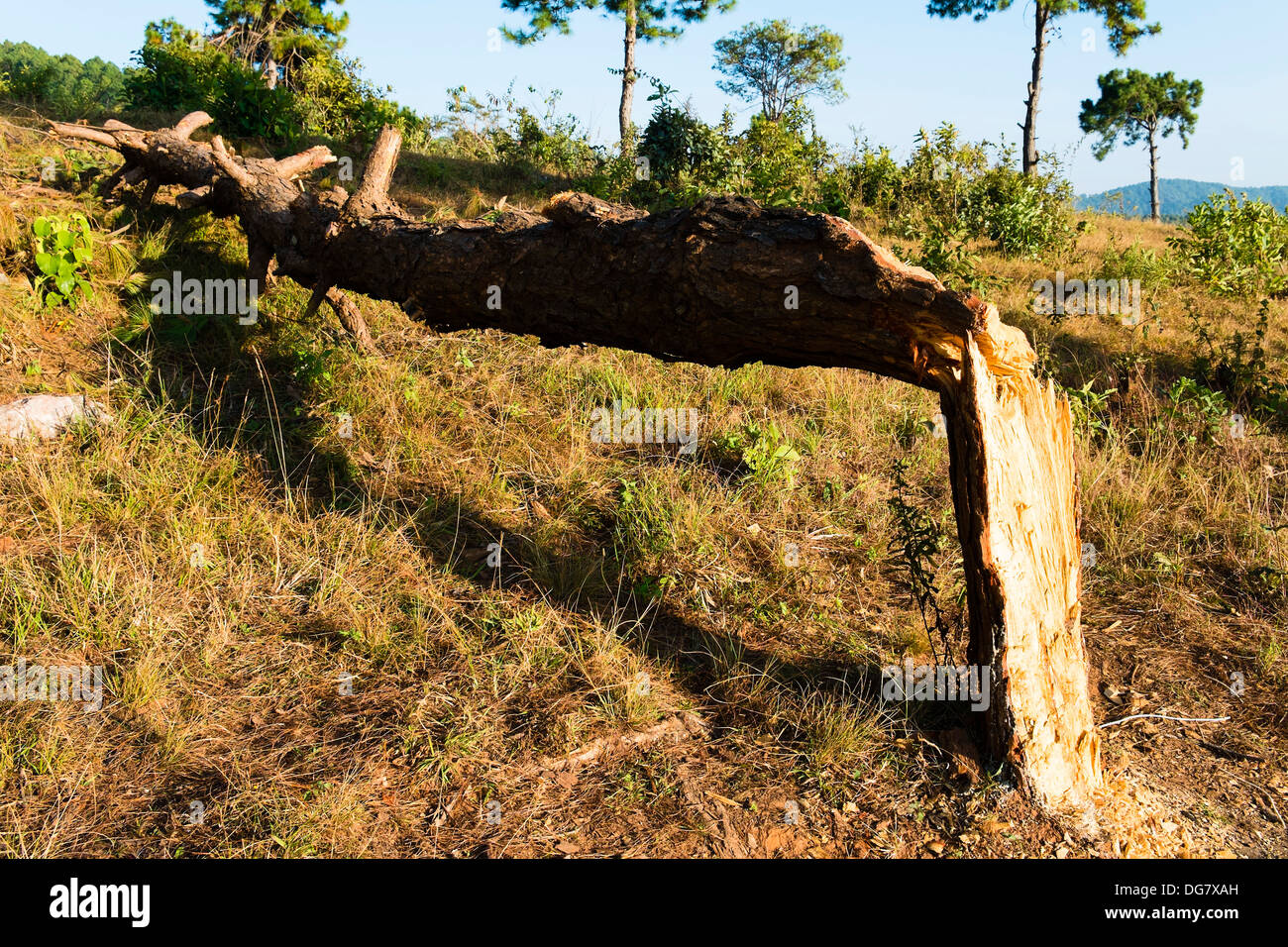 Alberi danneggiati, Kalaw, Myanmar, Asia Foto Stock