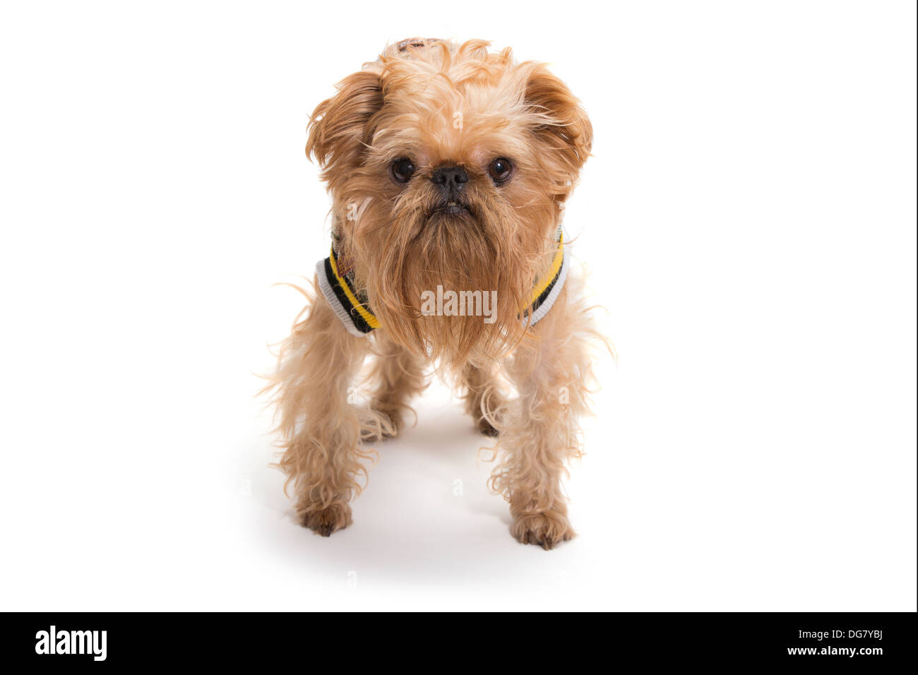 Cane di razza Griffon Bruxellois, isolato su bianco Foto Stock
