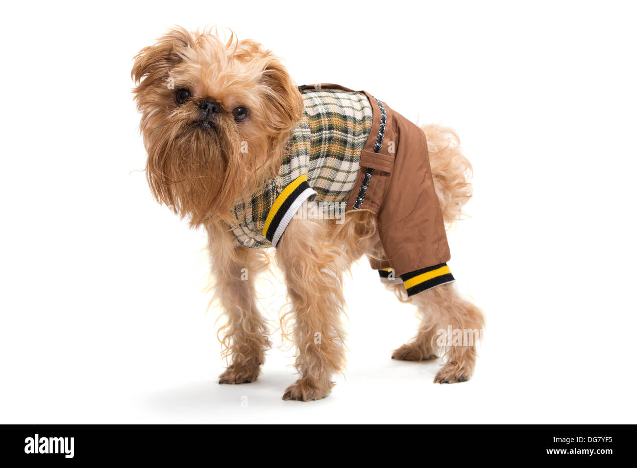 Cane di razza Griffon Bruxellois, isolato su bianco Foto Stock