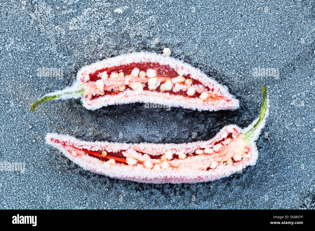 Red Hot Chili Peppers tagliata aperta che mostra i semi, congelato e coperto di brina trasformata per forte gradiente. Foto Stock