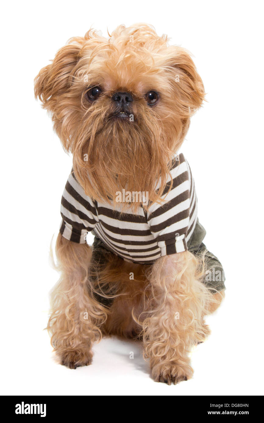 Cane di razza Griffon Bruxellois, isolato su bianco Foto Stock