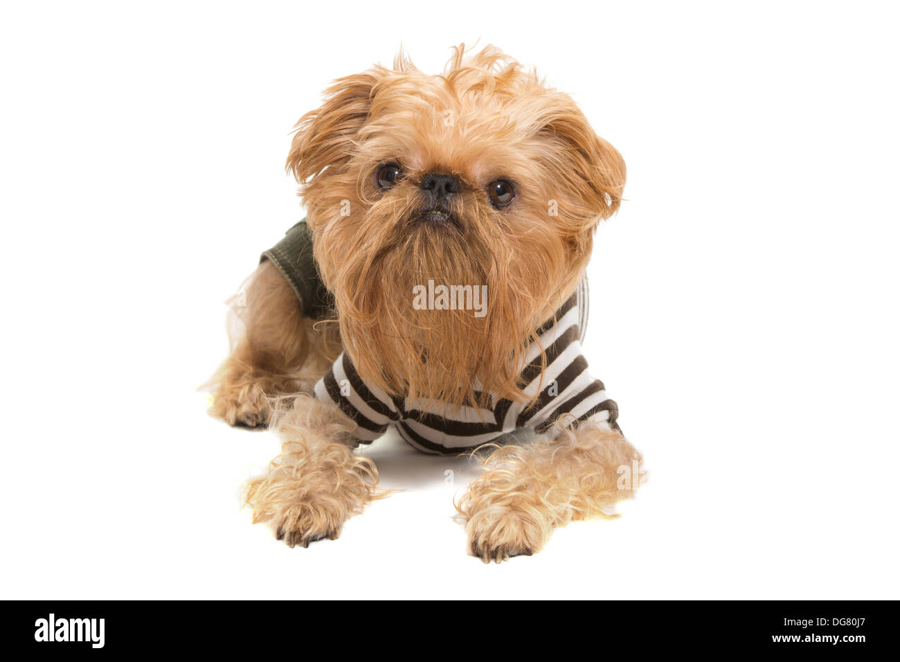 Cane di razza Griffon Bruxellois, isolato su bianco Foto Stock
