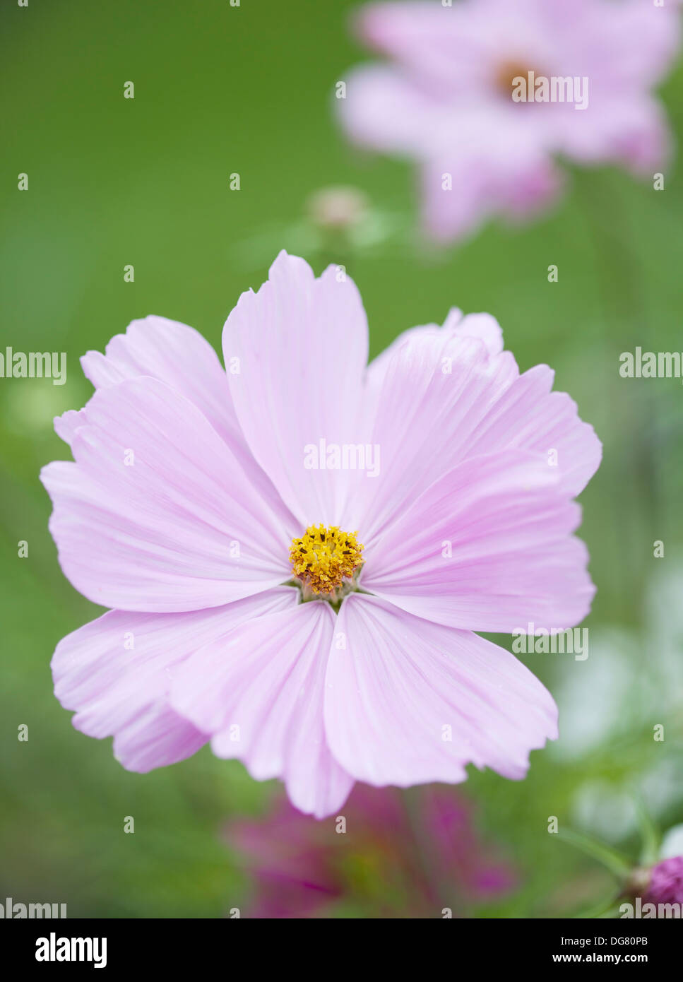 Chiusura del cosmo rosa con dei fiori soft focus e profondità di campo. Foto Stock