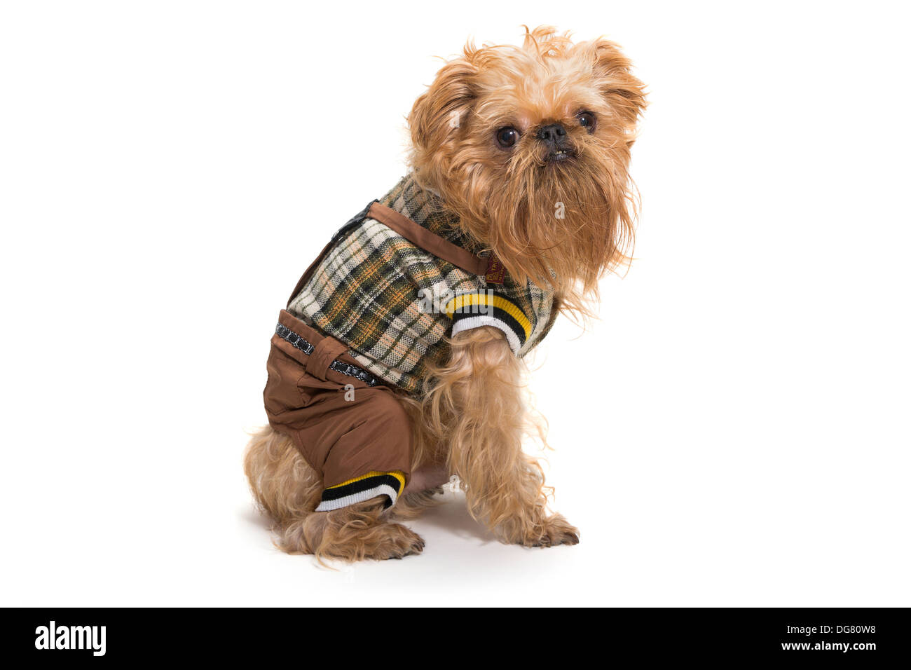 Cane di razza Griffon Bruxellois, isolato su bianco Foto Stock