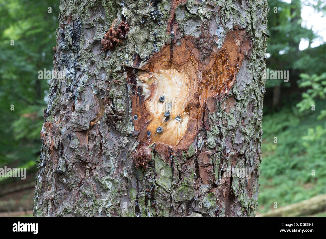 Albero danneggiato con 2.2 Air Rifle pellet a un pubblico di bellezza in loco Teesdale County Durham Regno Unito Foto Stock