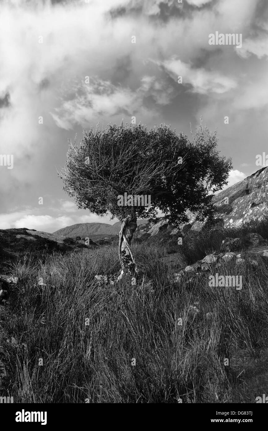 Un albero isolato durante una tempesta nel selvaggio paesaggio di montagne di kerry in bianco e nero Foto Stock