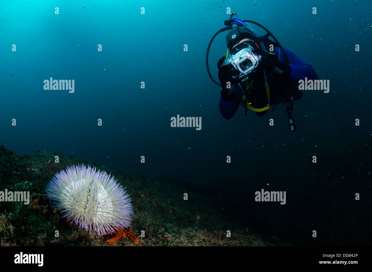 Scuba Diver prendendo fotografie subacquee a Ilhabela, Sao Paulo a riva, Brasile Foto Stock