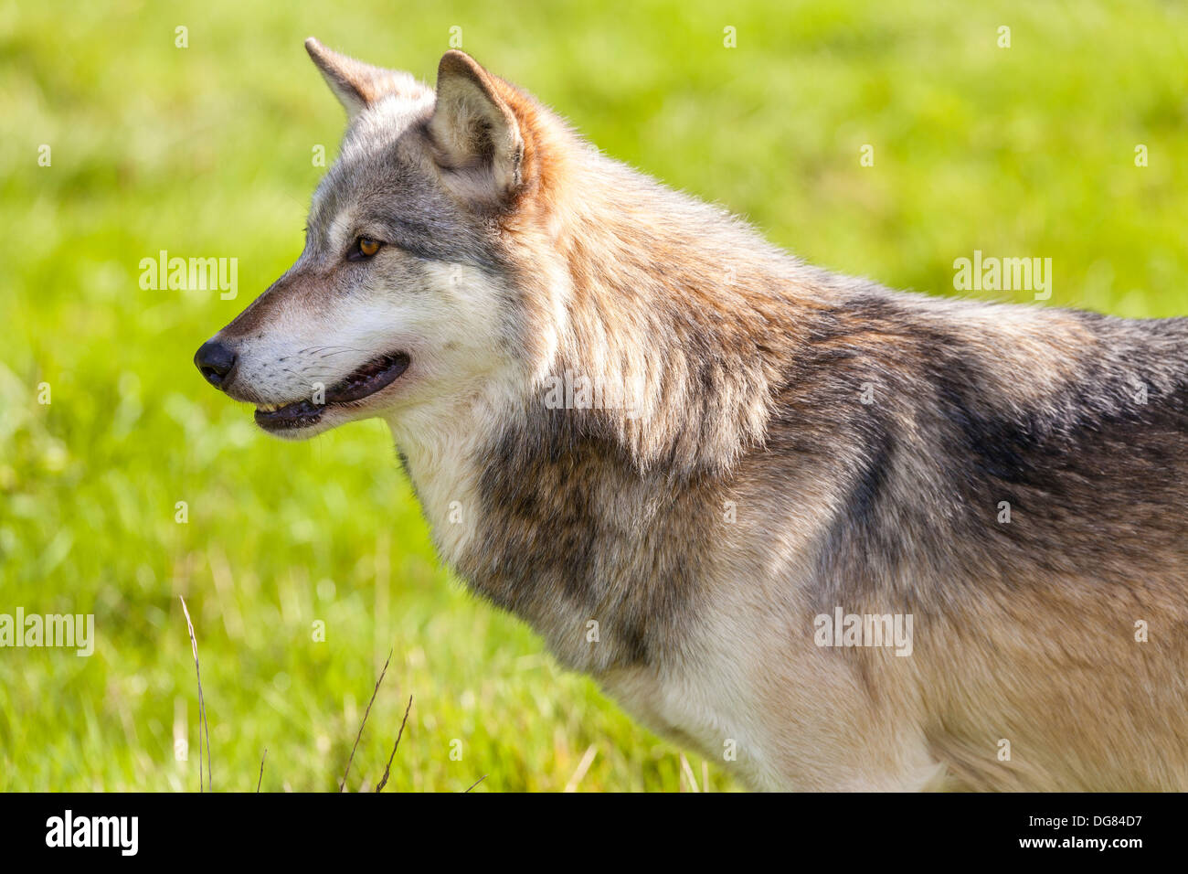Nord americana Lupo grigio, Canis lupus Foto Stock