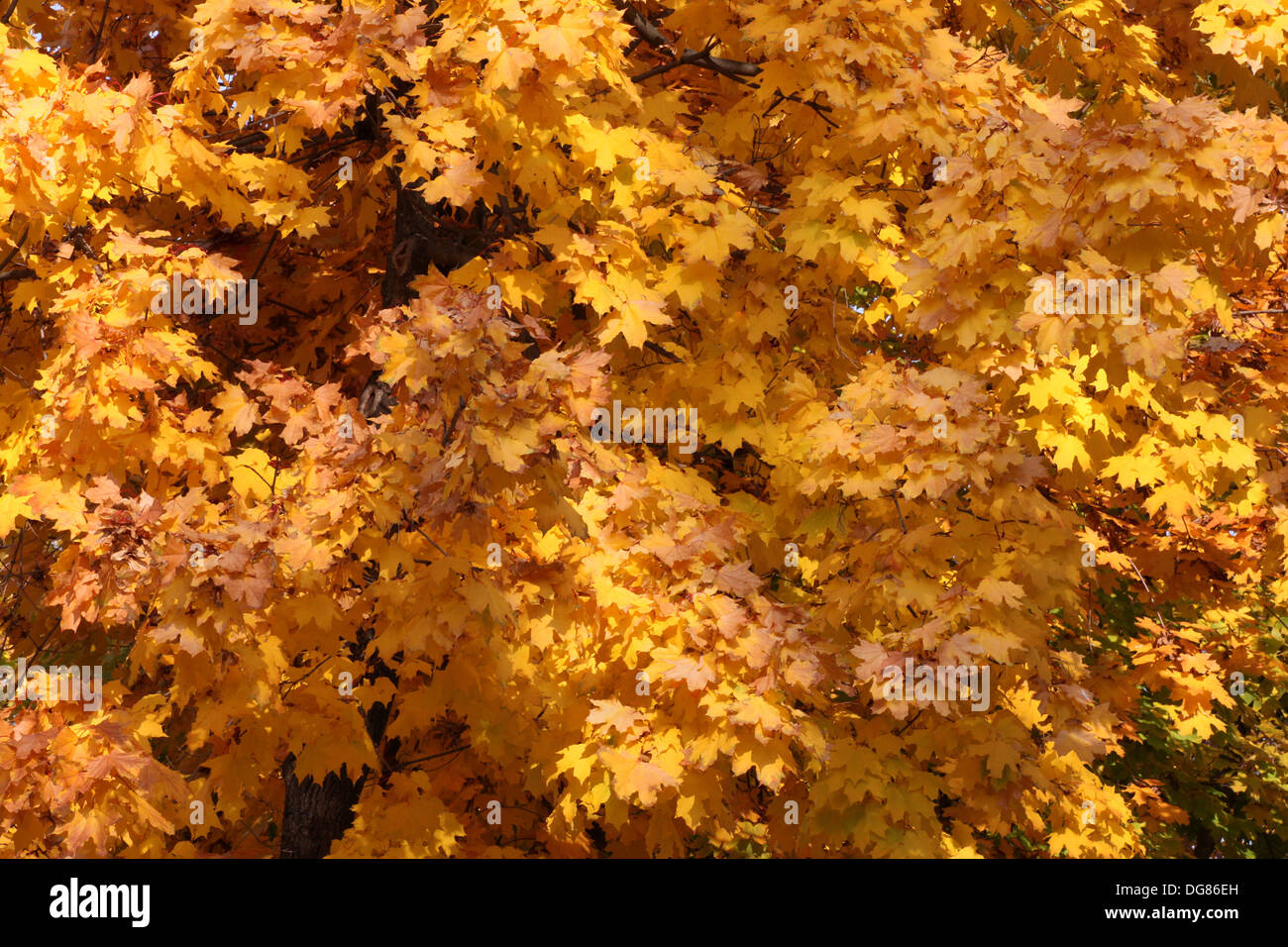 Albero di acero fogliame di autunno Foto Stock