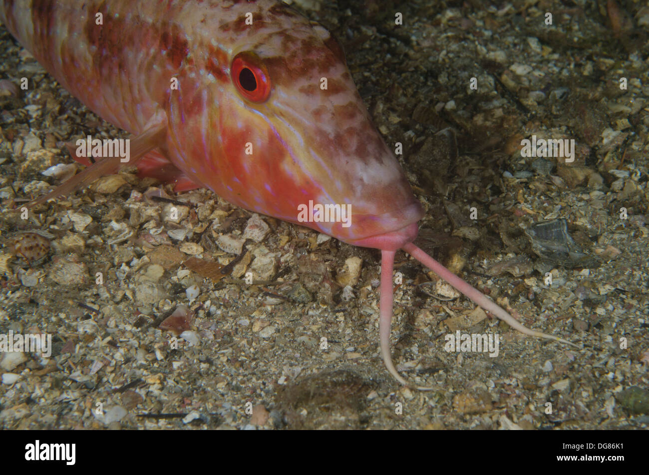 Triglia pesce pseudupeneus maculatus maculato Pesce capra in cerca di cibo al fondo di sabbia Foto Stock Triglia pesce pseudupeneus maculatus maculato Pesce capra in cerca di cibo al fondo di sabbia Foto Stock