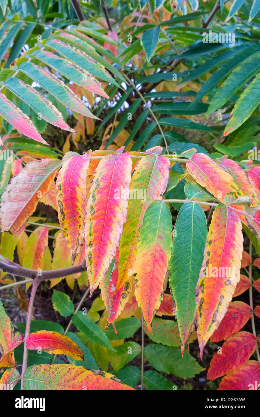 Inizio Autunno / Autunno - Le foglie del Staghorn ( Cervi Horn, sommacco ) tree diventa rosso Foto Stock