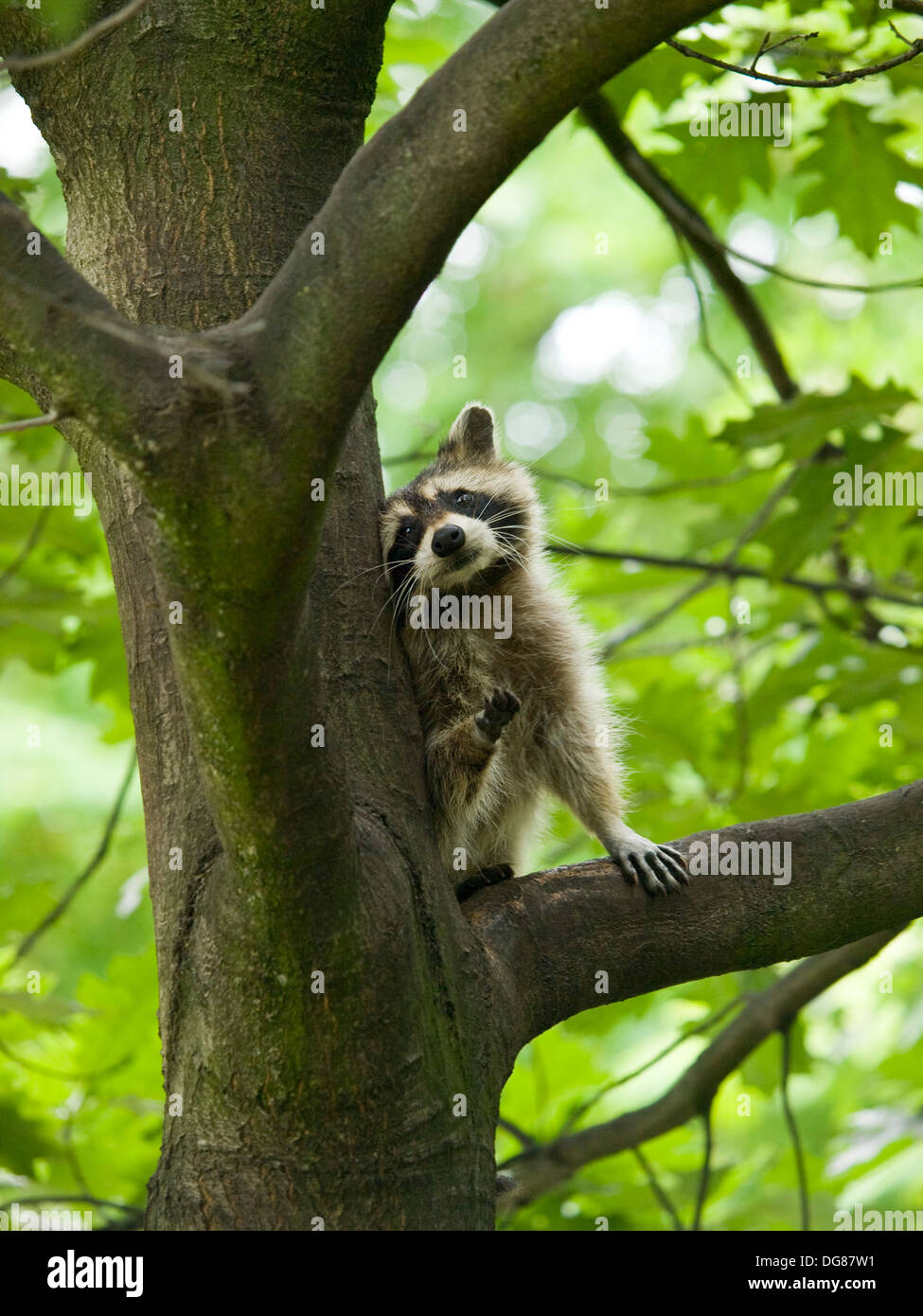 Carino cercando raccoon seduto in una struttura ad albero Foto Stock