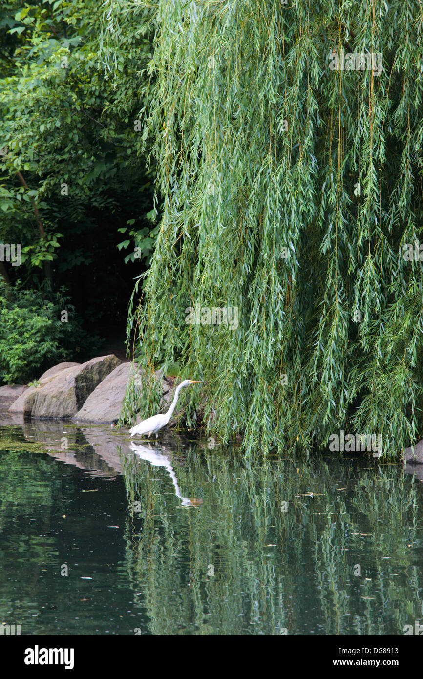 Airone bianco maggiore guadare in un stagno di Central Park di New York, Stati Uniti d'America. Foto Stock