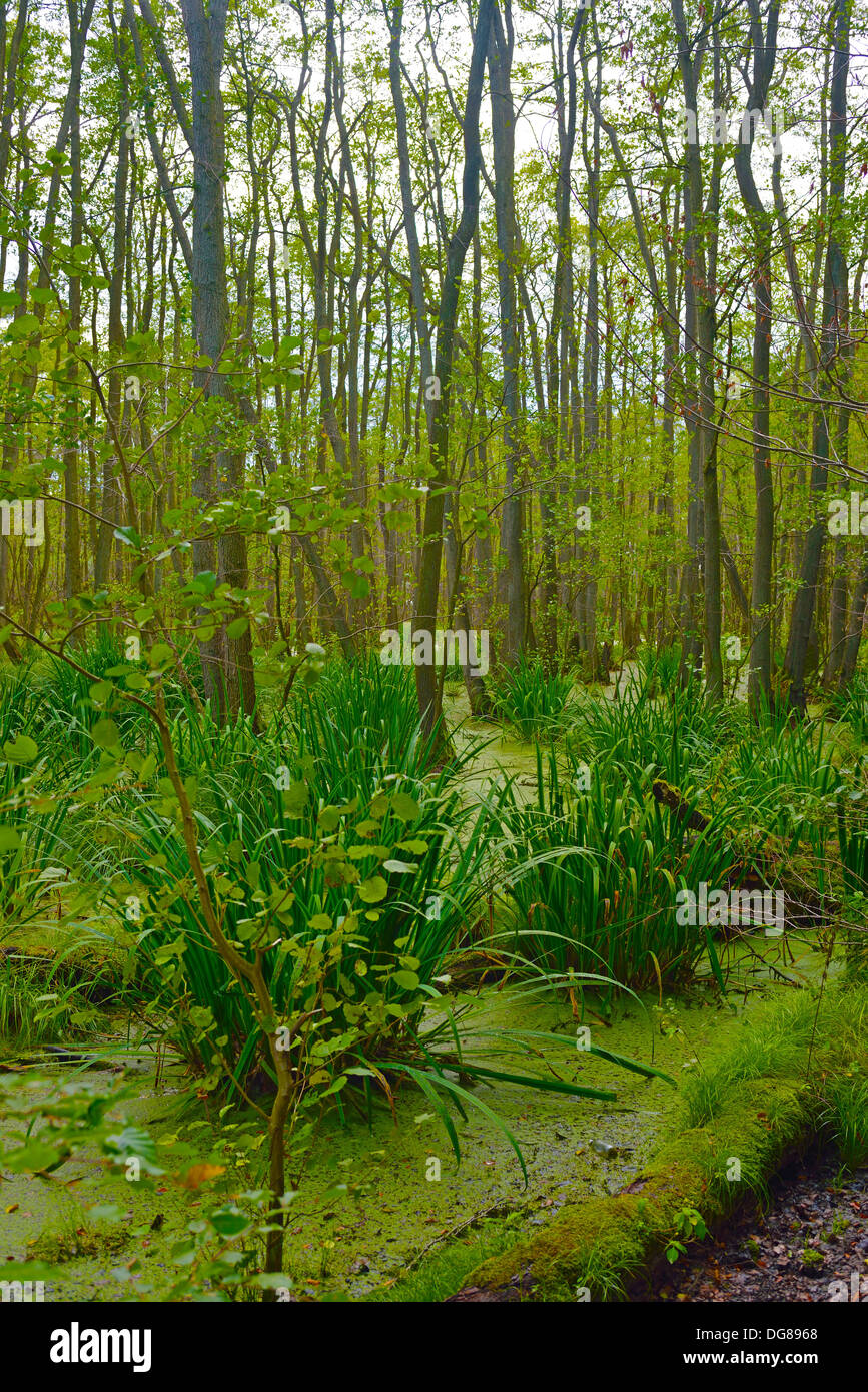 Swamp vicino bacino, isola di Usedom Foto Stock