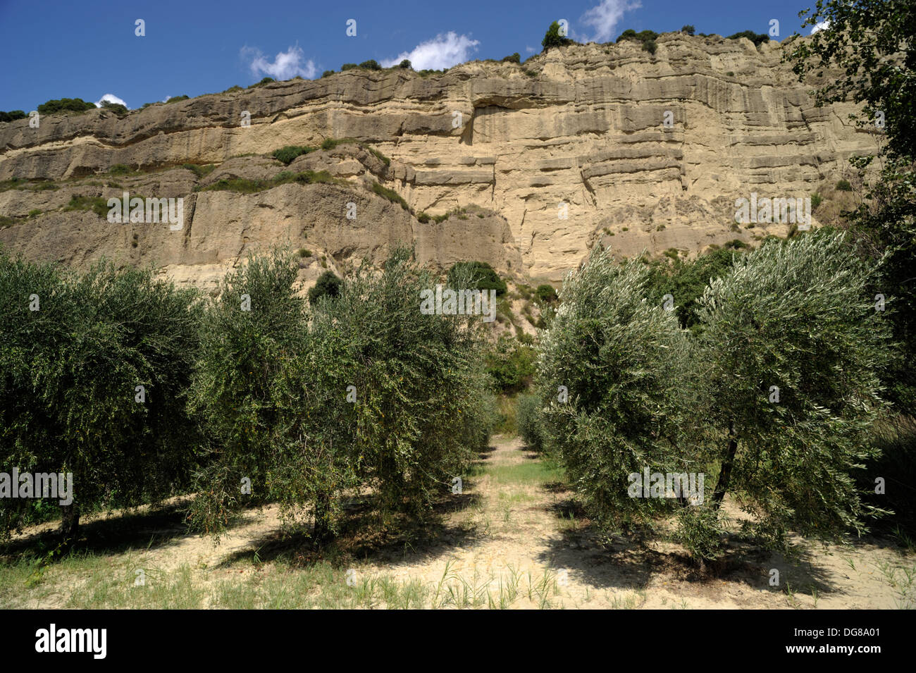 Italia, Basilicata, oliveto vicino ad Aliano Foto Stock