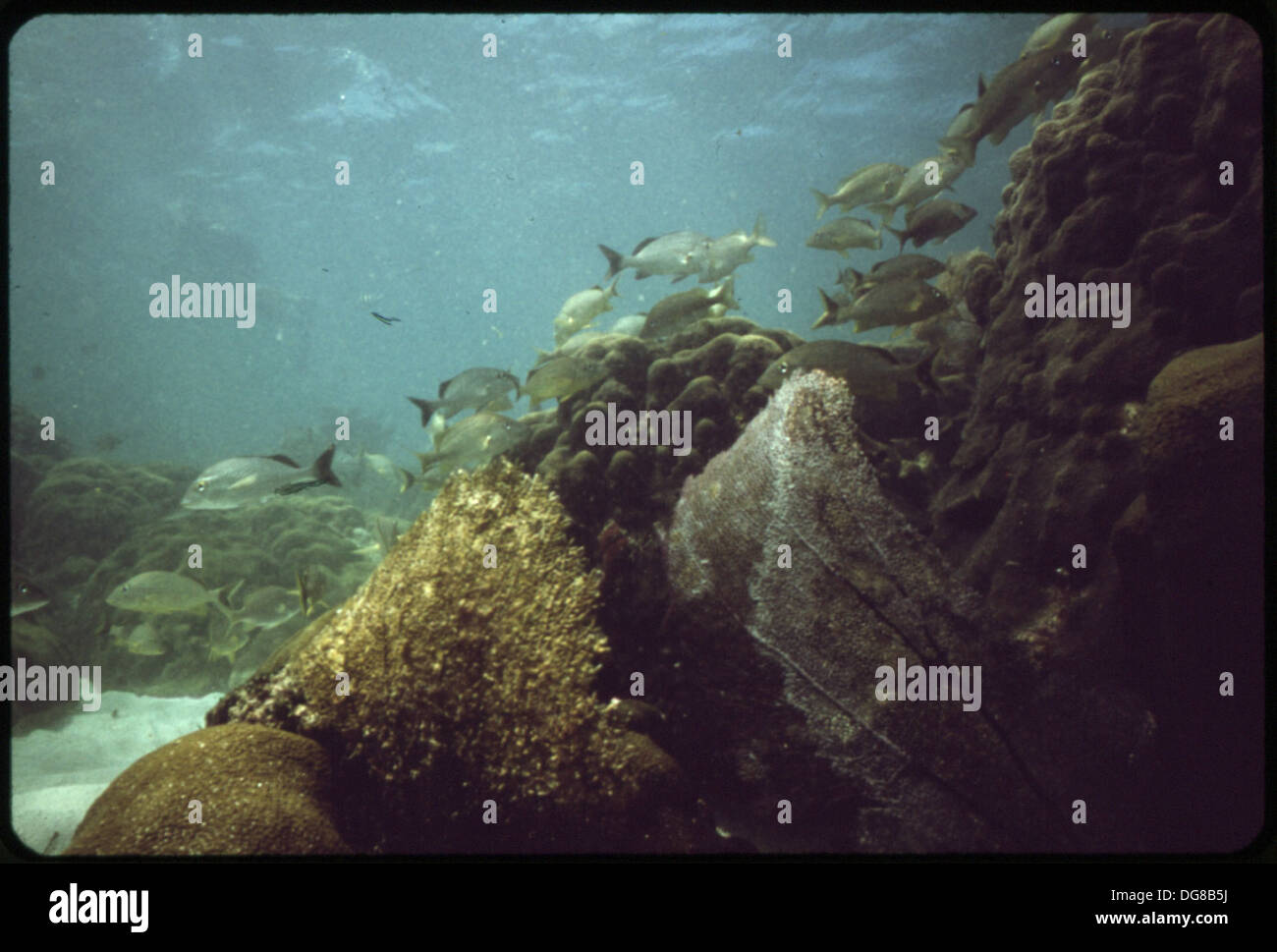 I vivaci coralli e la variegata vita marina del John Pennekamp Coral Reef State Park a Key largo sono fotografati a una profondità di 12 metri. Questo parco è rinomato per la sua ricca biodiversità marina ed è un sito popolare per l'esplorazione subacquea. Foto Stock