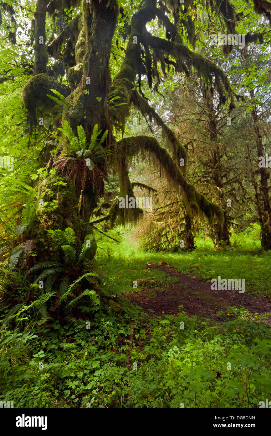 Un grande foglie di acero che serve come un host di muschi e felci lungo il sud Forcella Hoh River Trail a grandi appartamenti; una foresta pluviale temperata Foto Stock
