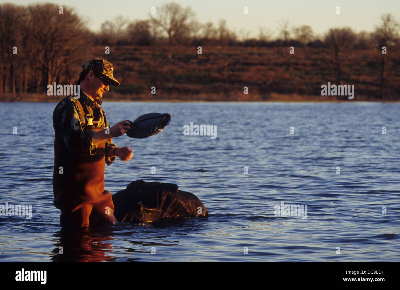 Un cacciatore di anatre mette i nostri falsi bersagli su un lago a sunrise mentre la caccia di anatre vicino a Austin in Texas Foto Stock