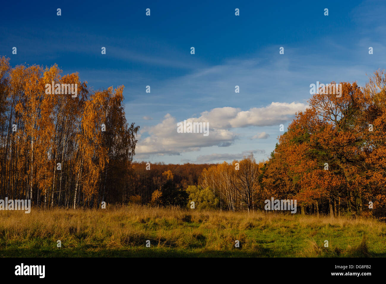 Paesaggio autunnale con golden alberi e cespugli Foto Stock