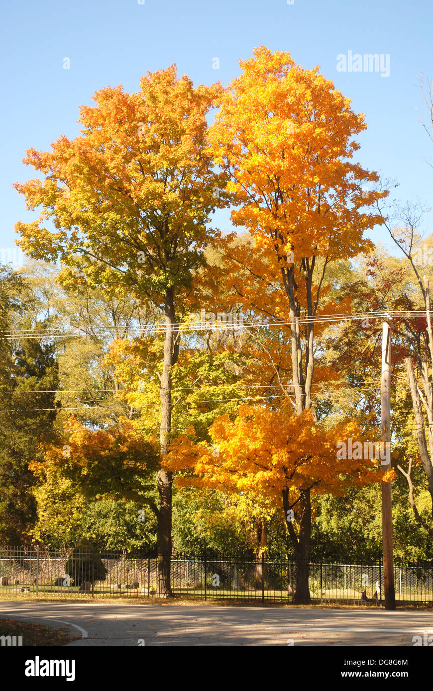 Scenic alberi con foglie di cambiare colore Foto Stock