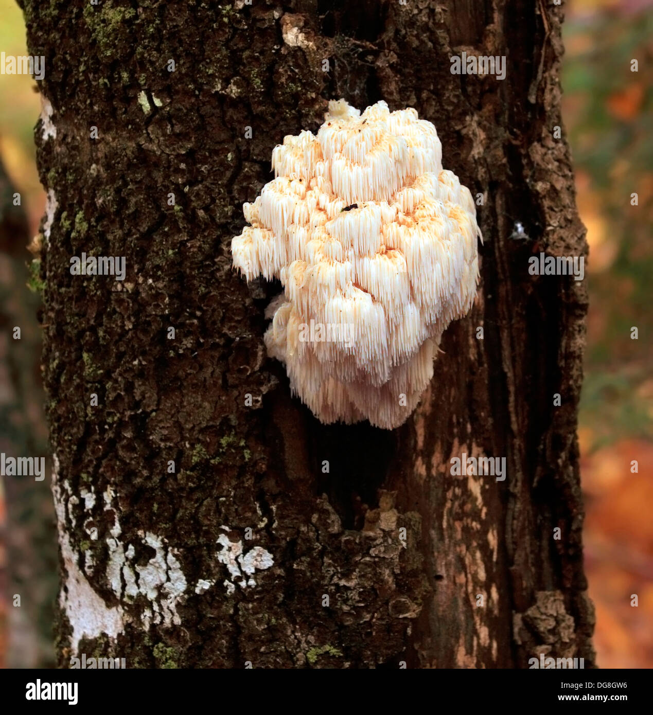 Tenere la testa a fungo del dente (Hericium erinaceus) in New Brunswick, Canada. Foto Stock